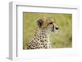 Kenya, Masai Mara National Reserve, Cheetah Alert in the Savanna Ready to Chase for a Kill-Anthony Asael-Framed Photographic Print