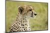 Kenya, Masai Mara National Reserve, Cheetah Alert in the Savanna Ready to Chase for a Kill-Anthony Asael-Mounted Photographic Print