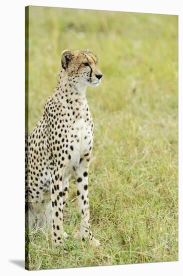 Kenya, Masai Mara National Reserve, Cheetah Alert in the Savanna Ready to Chase for a Kill-Thibault Van Stratum-Stretched Canvas