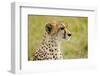 Kenya, Masai Mara National Reserve, Cheetah Alert in the Savanna Ready to Chase for a Kill-Anthony Asael/Art in All of Us-Framed Photographic Print