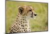 Kenya, Masai Mara National Reserve, Cheetah Alert in the Savanna Ready to Chase for a Kill-Anthony Asael/Art in All of Us-Mounted Photographic Print