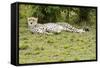 Kenya, Masai Mara National Reserve, Cheetah Lying and Resting-Anthony Asael-Framed Stretched Canvas