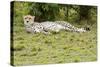 Kenya, Masai Mara National Reserve, Cheetah Lying and Resting-Anthony Asael-Stretched Canvas