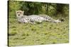 Kenya, Masai Mara National Reserve, Cheetah Lying and Resting-Anthony Asael-Stretched Canvas