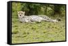 Kenya, Masai Mara National Reserve, Cheetah Lying and Resting-Anthony Asael-Framed Stretched Canvas