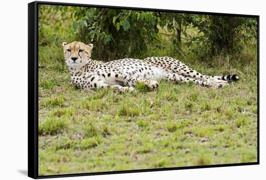 Kenya, Masai Mara National Reserve, Cheetah Lying and Resting-Anthony Asael-Framed Stretched Canvas