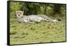 Kenya, Masai Mara National Reserve, Cheetah Lying and Resting-Anthony Asael-Framed Stretched Canvas