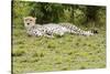 Kenya, Masai Mara National Reserve, Cheetah Lying and Resting-Anthony Asael-Stretched Canvas