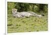 Kenya, Masai Mara National Reserve, Cheetah Lying and Resting-Anthony Asael-Framed Photographic Print