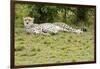 Kenya, Masai Mara National Reserve, Cheetah Lying and Resting-Anthony Asael-Framed Photographic Print