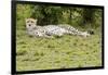 Kenya, Masai Mara National Reserve, Cheetah Lying and Resting-Anthony Asael-Framed Photographic Print