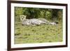 Kenya, Masai Mara National Reserve, Cheetah Lying and Resting-Anthony Asael-Framed Photographic Print