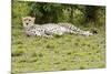 Kenya, Masai Mara National Reserve, Cheetah Lying and Resting-Anthony Asael-Mounted Photographic Print