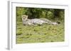 Kenya, Masai Mara National Reserve, Cheetah Lying and Resting-Anthony Asael-Framed Photographic Print