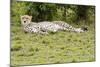 Kenya, Masai Mara National Reserve, Cheetah Lying and Resting-Anthony Asael-Mounted Photographic Print