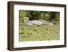 Kenya, Masai Mara National Reserve, Cheetah Lying and Resting-Anthony Asael-Framed Photographic Print