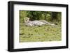 Kenya, Masai Mara National Reserve, Cheetah Lying and Resting-Anthony Asael-Framed Photographic Print