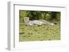 Kenya, Masai Mara National Reserve, Cheetah Lying and Resting-Anthony Asael-Framed Photographic Print