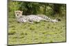 Kenya, Masai Mara National Reserve, Cheetah Lying and Resting-Anthony Asael-Mounted Photographic Print