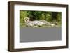 Kenya, Masai Mara National Reserve, Cheetah Lying and Resting-Anthony Asael/Art in All of Us-Framed Photographic Print