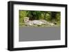 Kenya, Masai Mara National Reserve, Cheetah Lying and Resting-Anthony Asael/Art in All of Us-Framed Photographic Print