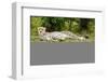 Kenya, Masai Mara National Reserve, Cheetah Lying and Resting-Anthony Asael/Art in All of Us-Framed Photographic Print