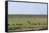 Kenya, Masai Mara National Reserve, Giraffe and Wildebeests in the Plain-Anthony Asael-Framed Stretched Canvas