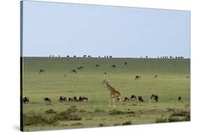 Kenya, Masai Mara National Reserve, Giraffe and Wildebeests in the Plain-Anthony Asael-Stretched Canvas