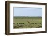 Kenya, Masai Mara National Reserve, Giraffe and Wildebeests in the Plain-Anthony Asael-Framed Photographic Print