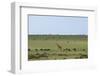 Kenya, Masai Mara National Reserve, Giraffe and Wildebeests in the Plain-Anthony Asael-Framed Photographic Print