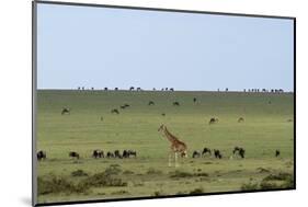 Kenya, Masai Mara National Reserve, Giraffe and Wildebeests in the Plain-Anthony Asael-Mounted Photographic Print