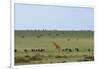 Kenya, Masai Mara National Reserve, Giraffe and Wildebeests in the Plain-Anthony Asael-Framed Photographic Print