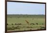 Kenya, Masai Mara National Reserve, Giraffe and Wildebeests in the Plain-Anthony Asael-Framed Photographic Print