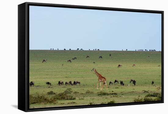 Kenya, Masai Mara National Reserve, Giraffe and Wildebeests in the Plain-Anthony Asael/Art in All of Us-Framed Stretched Canvas