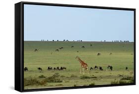 Kenya, Masai Mara National Reserve, Giraffe and Wildebeests in the Plain-Anthony Asael/Art in All of Us-Framed Stretched Canvas