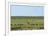 Kenya, Masai Mara National Reserve, Giraffe and Wildebeests in the Plain-Anthony Asael/Art in All of Us-Framed Photographic Print