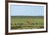 Kenya, Masai Mara National Reserve, Giraffe and Wildebeests in the Plain-Anthony Asael/Art in All of Us-Framed Photographic Print