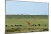 Kenya, Masai Mara National Reserve, Giraffe and Wildebeests in the Plain-Anthony Asael/Art in All of Us-Mounted Photographic Print