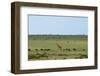 Kenya, Masai Mara National Reserve, Giraffe and Wildebeests in the Plain-Anthony Asael/Art in All of Us-Framed Photographic Print