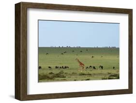 Kenya, Masai Mara National Reserve, Giraffe and Wildebeests in the Plain-Anthony Asael/Art in All of Us-Framed Photographic Print