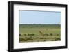 Kenya, Masai Mara National Reserve, Giraffe and Wildebeests in the Plain-Anthony Asael/Art in All of Us-Framed Photographic Print
