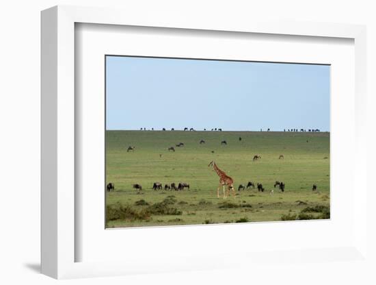 Kenya, Masai Mara National Reserve, Giraffe and Wildebeests in the Plain-Anthony Asael/Art in All of Us-Framed Photographic Print