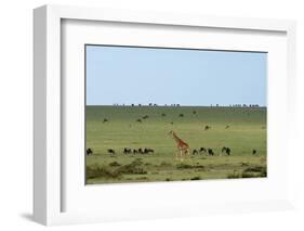 Kenya, Masai Mara National Reserve, Giraffe and Wildebeests in the Plain-Anthony Asael/Art in All of Us-Framed Photographic Print