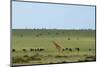 Kenya, Masai Mara National Reserve, Giraffe and Wildebeests in the Plain-Anthony Asael/Art in All of Us-Mounted Photographic Print