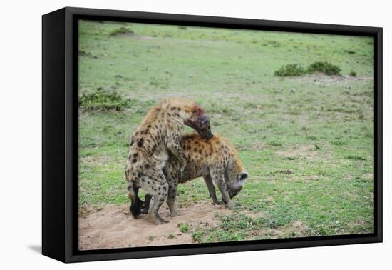 Kenya, Masai Mara National Reserve, Hyena Mating-Anthony Asael-Framed Stretched Canvas