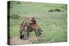 Kenya, Masai Mara National Reserve, Hyena Mating-Anthony Asael-Stretched Canvas