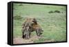 Kenya, Masai Mara National Reserve, Hyena Mating-Anthony Asael-Framed Stretched Canvas