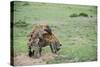 Kenya, Masai Mara National Reserve, Hyena Mating-Anthony Asael-Stretched Canvas