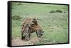 Kenya, Masai Mara National Reserve, Hyena Mating-Anthony Asael-Framed Stretched Canvas