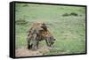 Kenya, Masai Mara National Reserve, Hyena Mating-Anthony Asael-Framed Stretched Canvas